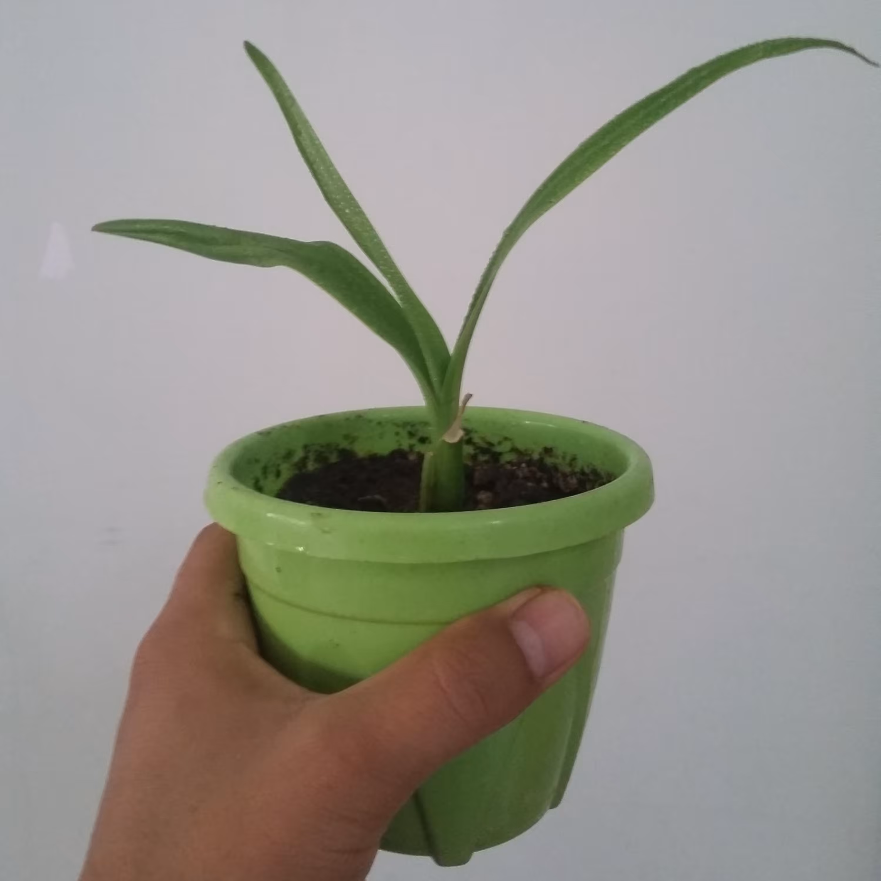 گل سوسن عنکبوتی