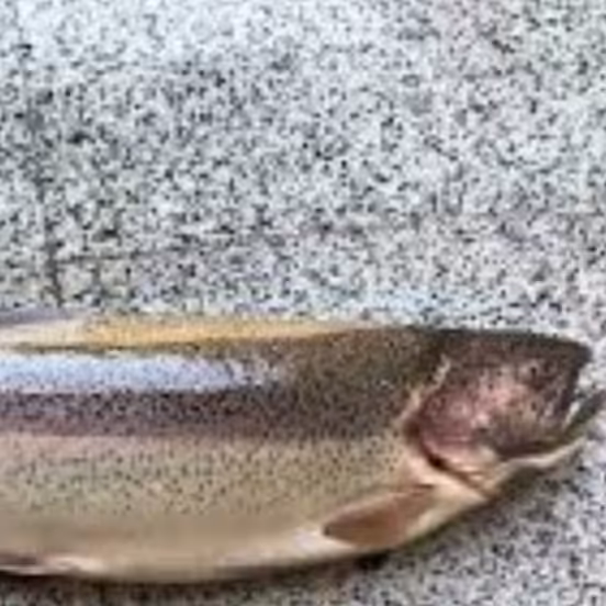 10 کیلو ماهی قزل سالمون شهرکرد .(10 کیلو گرمی)بار صید روز  و تازه