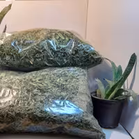 برگ خشک شده نعنای خوانسار