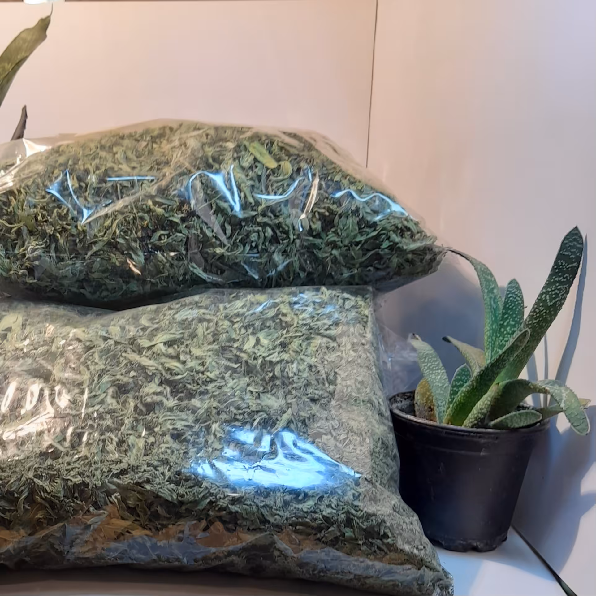 برگ خشک شده نعنای خوانسار