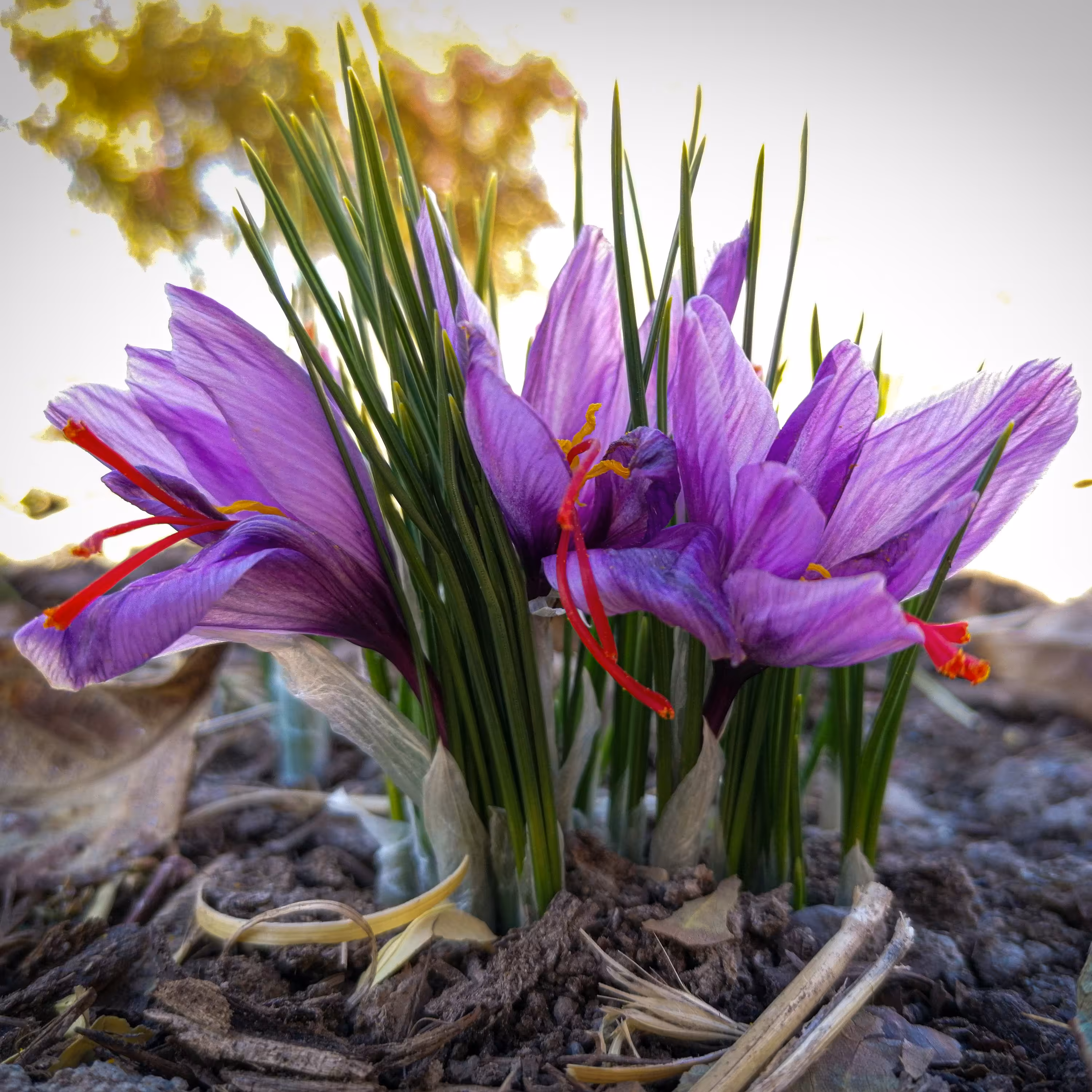 زعفران یک مثقال