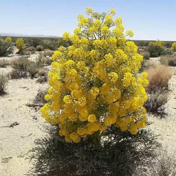 بذر آنغوزه شیرین 1.2کیلویی