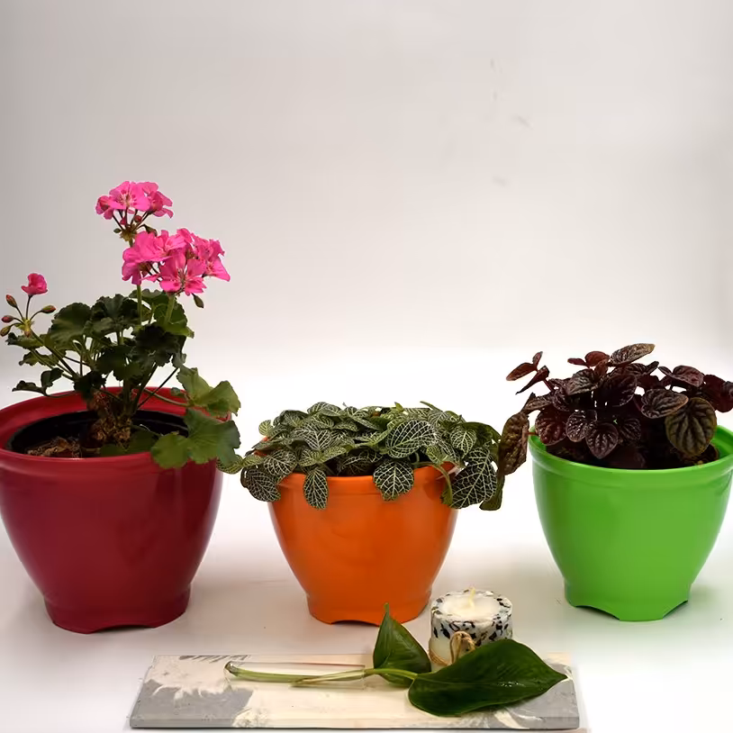 گلدان  تزئینی  آپارتمانی