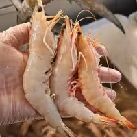 میگو صورتی بوشهر 6کیلویی (تازه و غیر منجمد در بسته بندی زیپ کیپ  و در یونولیت و