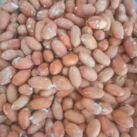 مغز زمینی استانه