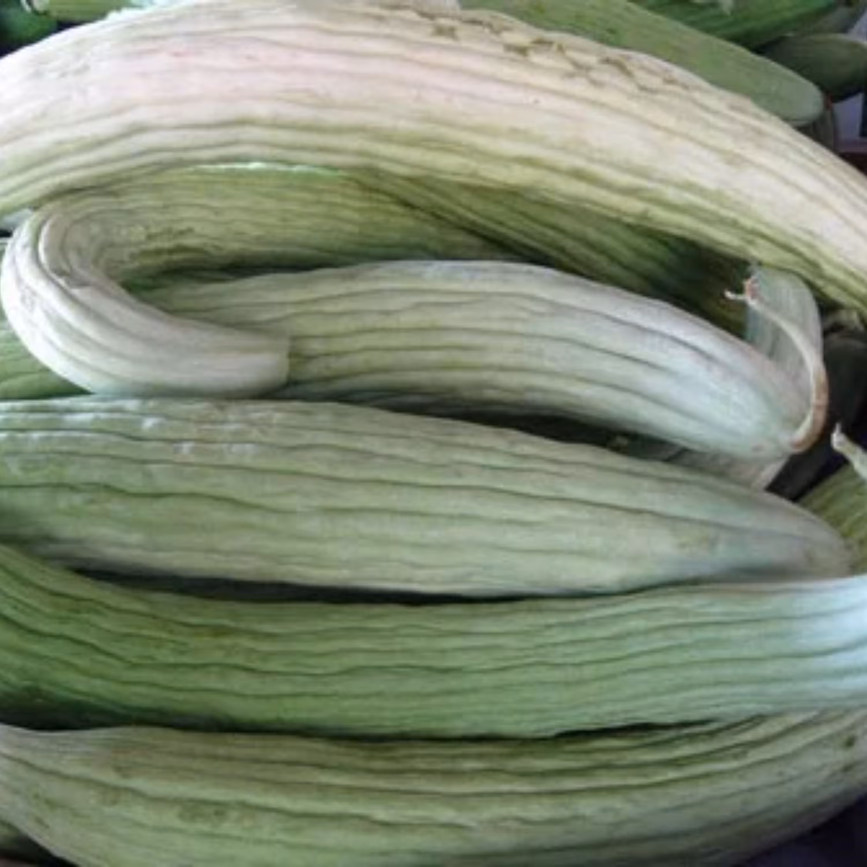 بذر خیار چمبر بسته 25 عددی