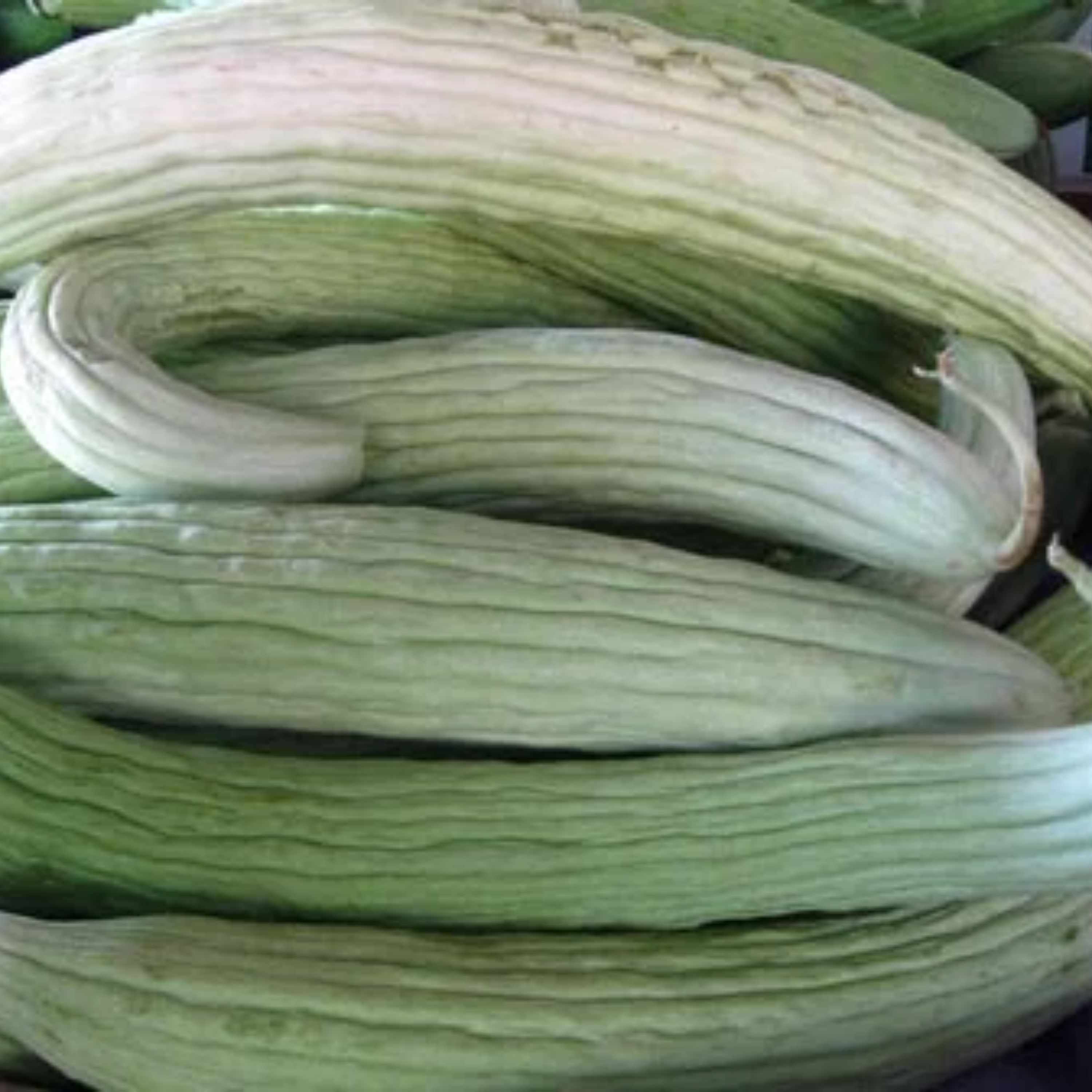 بذر خیار چمبر بسته 25 عددی