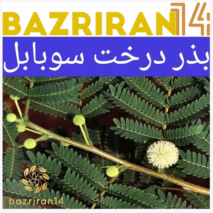 بذر درخت سوبابل  15عدد بذر باکیفیت و تست شده