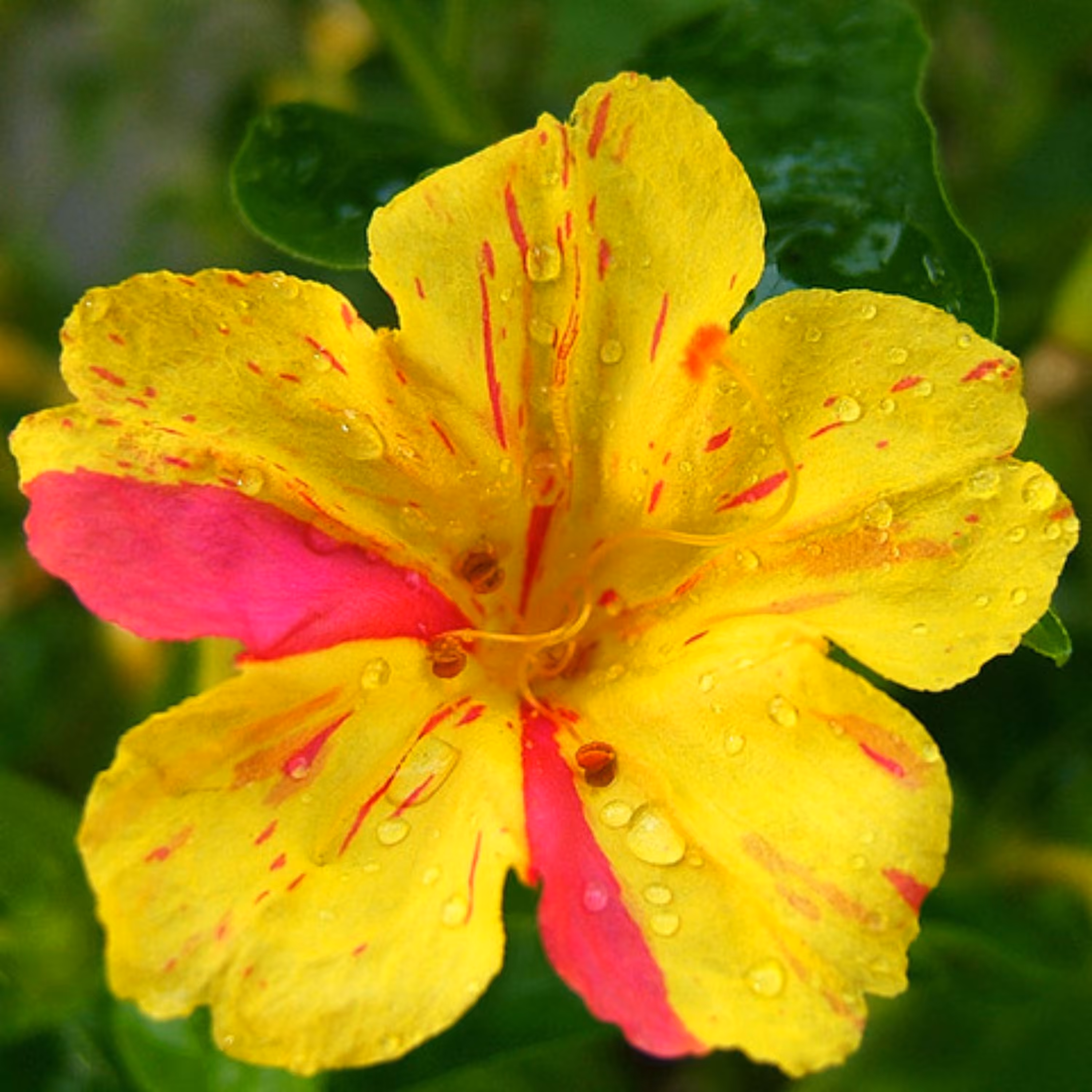 بذر گل لاله عباسی  (20 بذر)