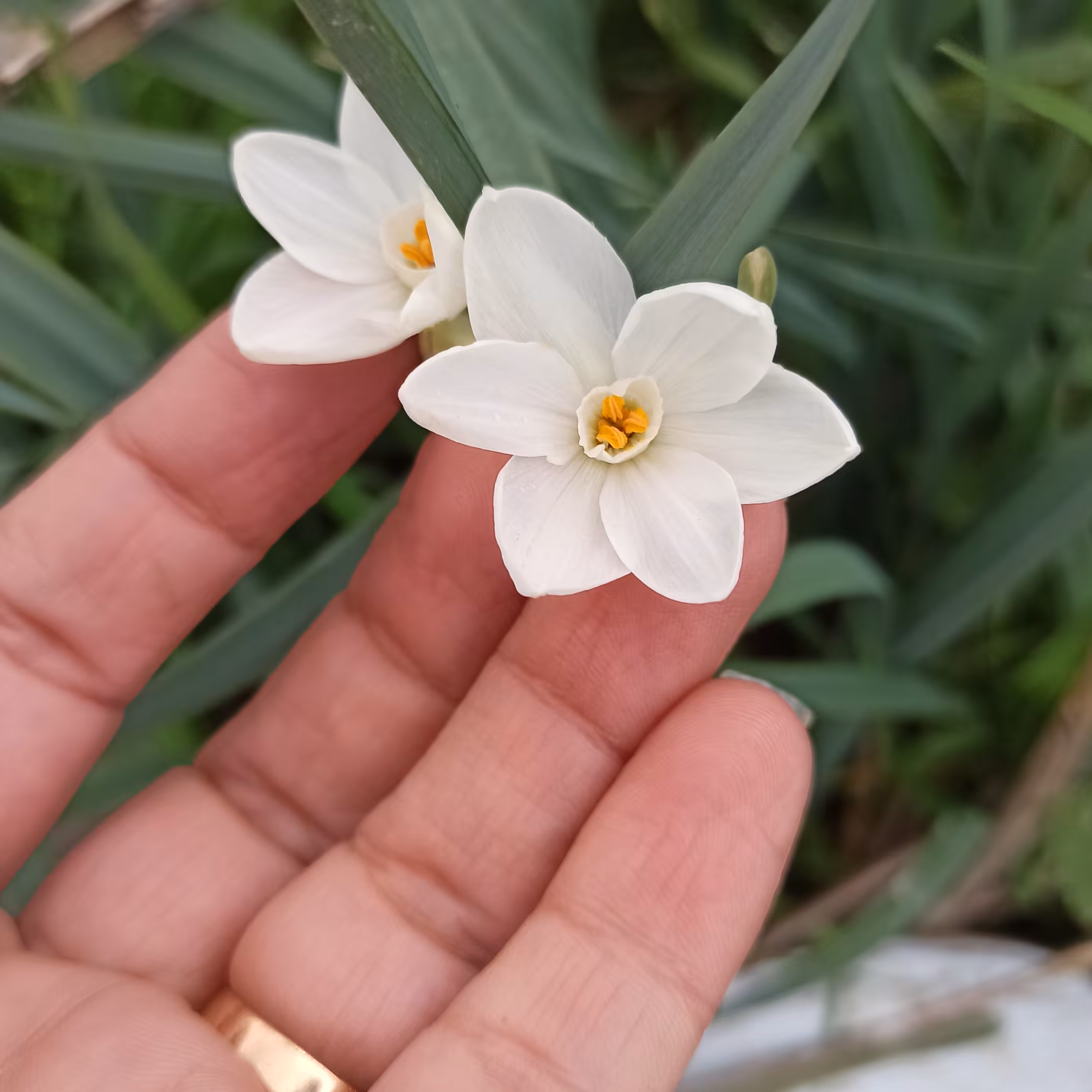 پیاز گل نرگس سفید یا عروس یک عددی