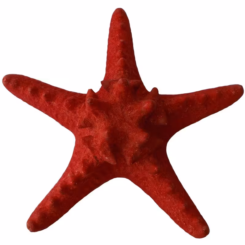 ستاره دریایی تزیینی مدل RS516 رنگ قرمز