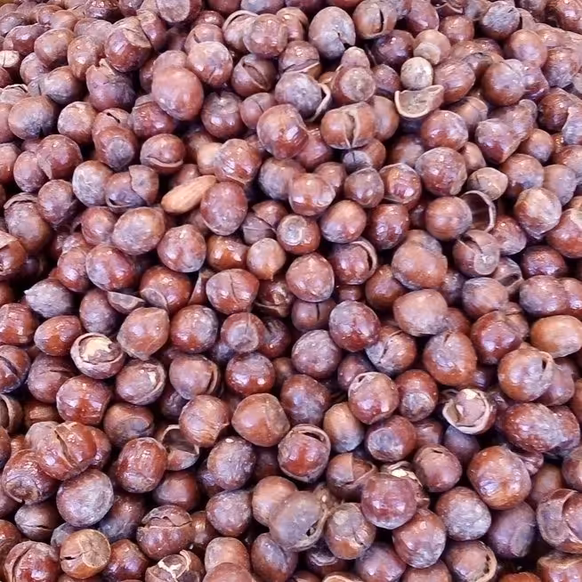 فندق شور با پوست(1کیلو گرمی)