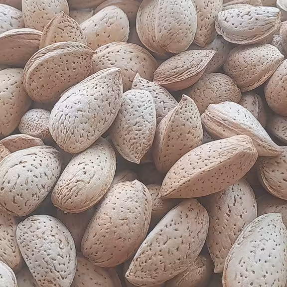 بادام سنگی