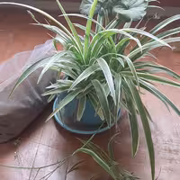 کود پوسیده گوسفندی