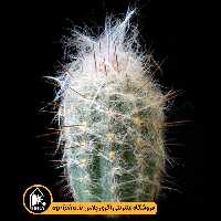 بذر کاکتوس Oreocereus Trollii