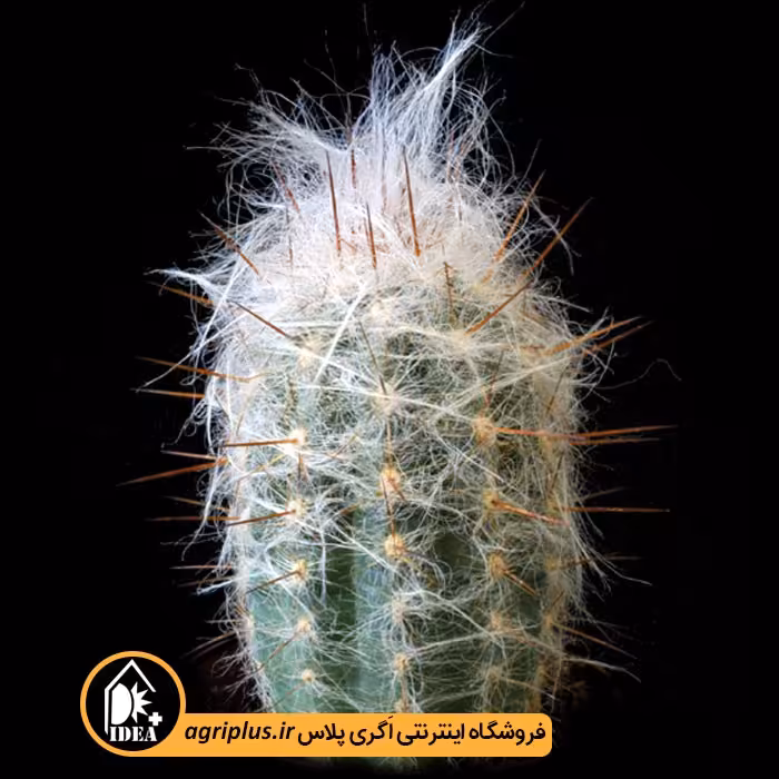 بذر کاکتوس Oreocereus Trollii