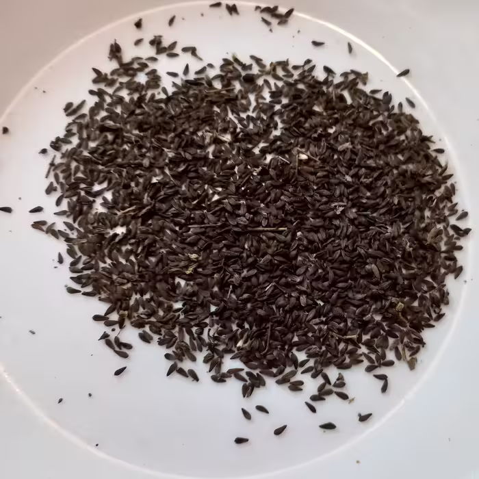 بذر کاهو یک پیمانه کوچک