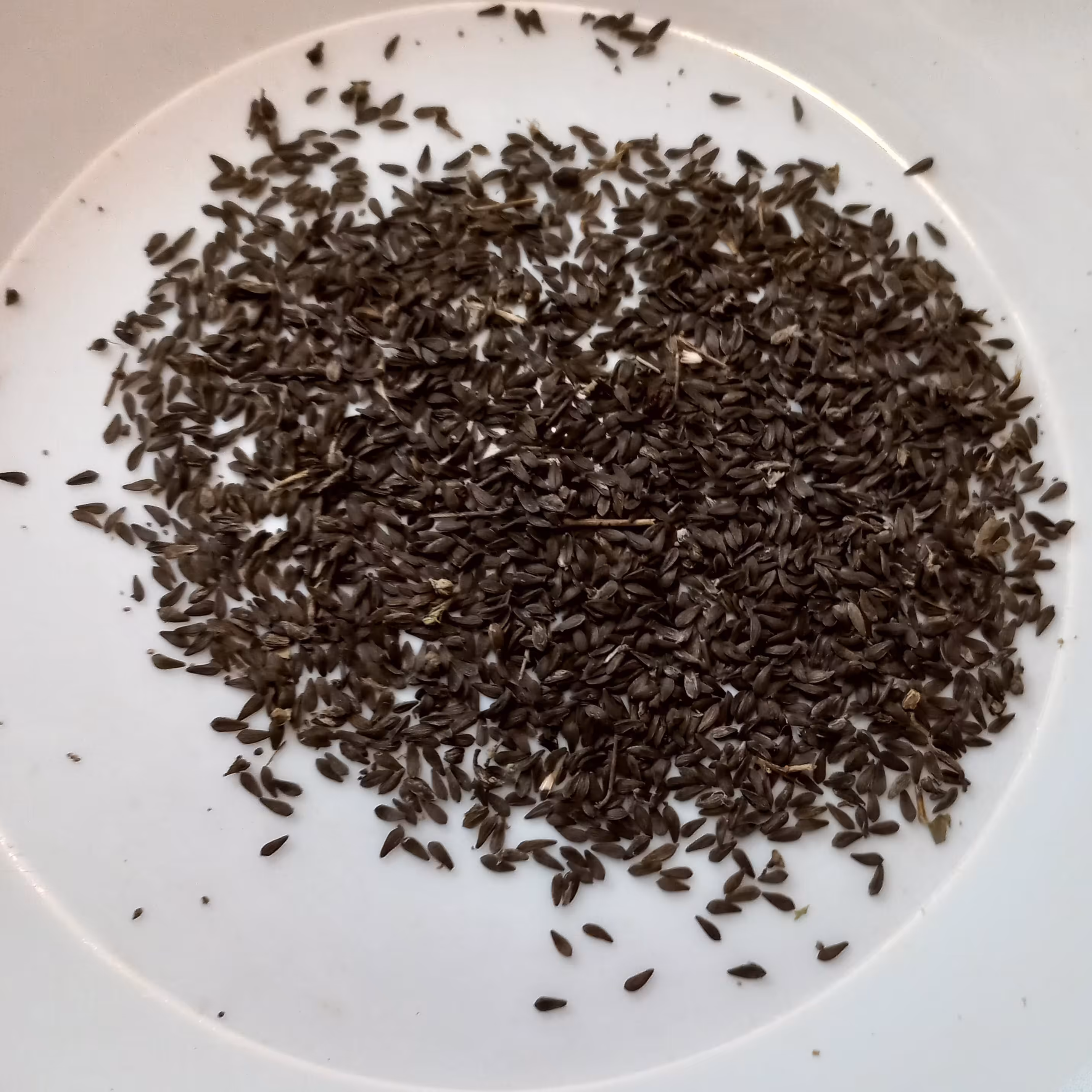 بذر کاهو یک پیمانه کوچک