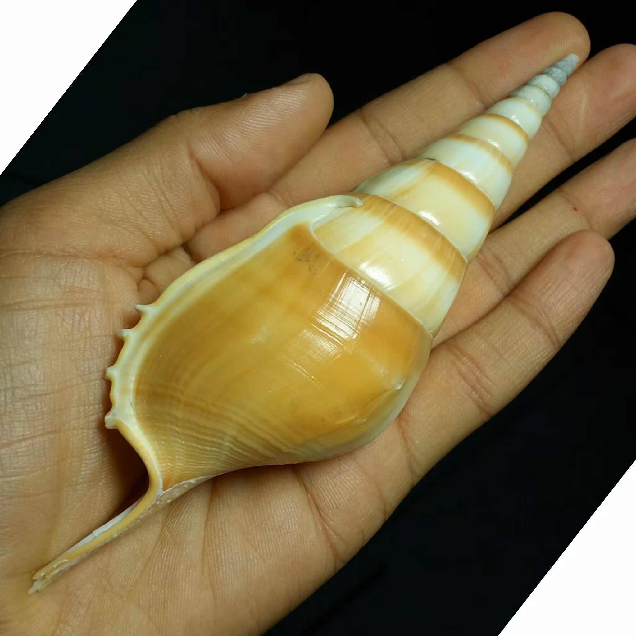 صدف شیپوری بسیار خاص و زیبا مناسب کلکسیون و کارهای هنری سایز غولپیکر و بزرگ صد در صد طبیعی