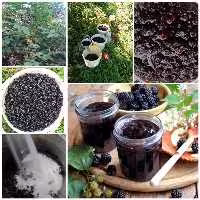 محصول جدیدمربای تمشک جنگلی مازند مزرعه