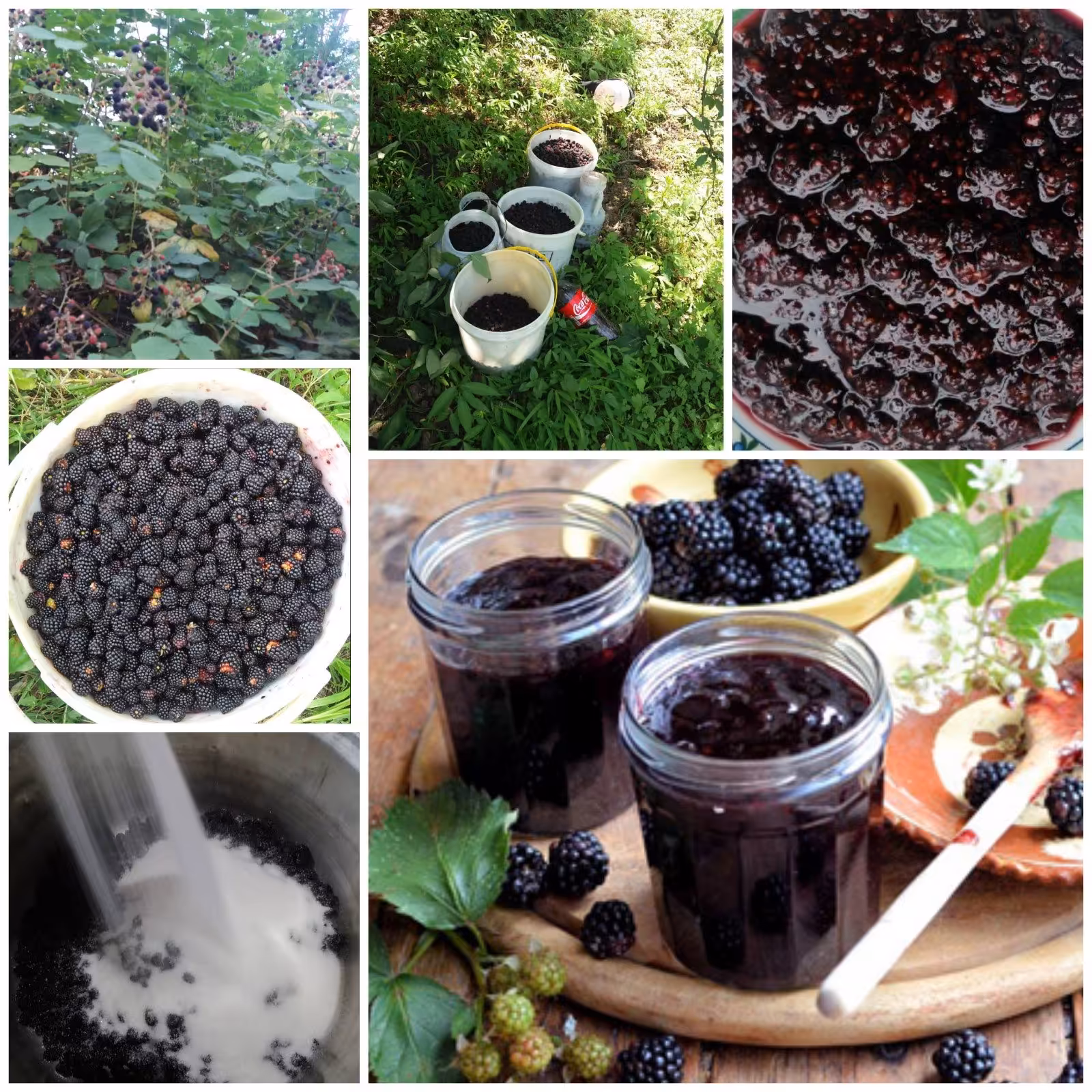 محصول جدیدمربای تمشک جنگلی مازند مزرعه