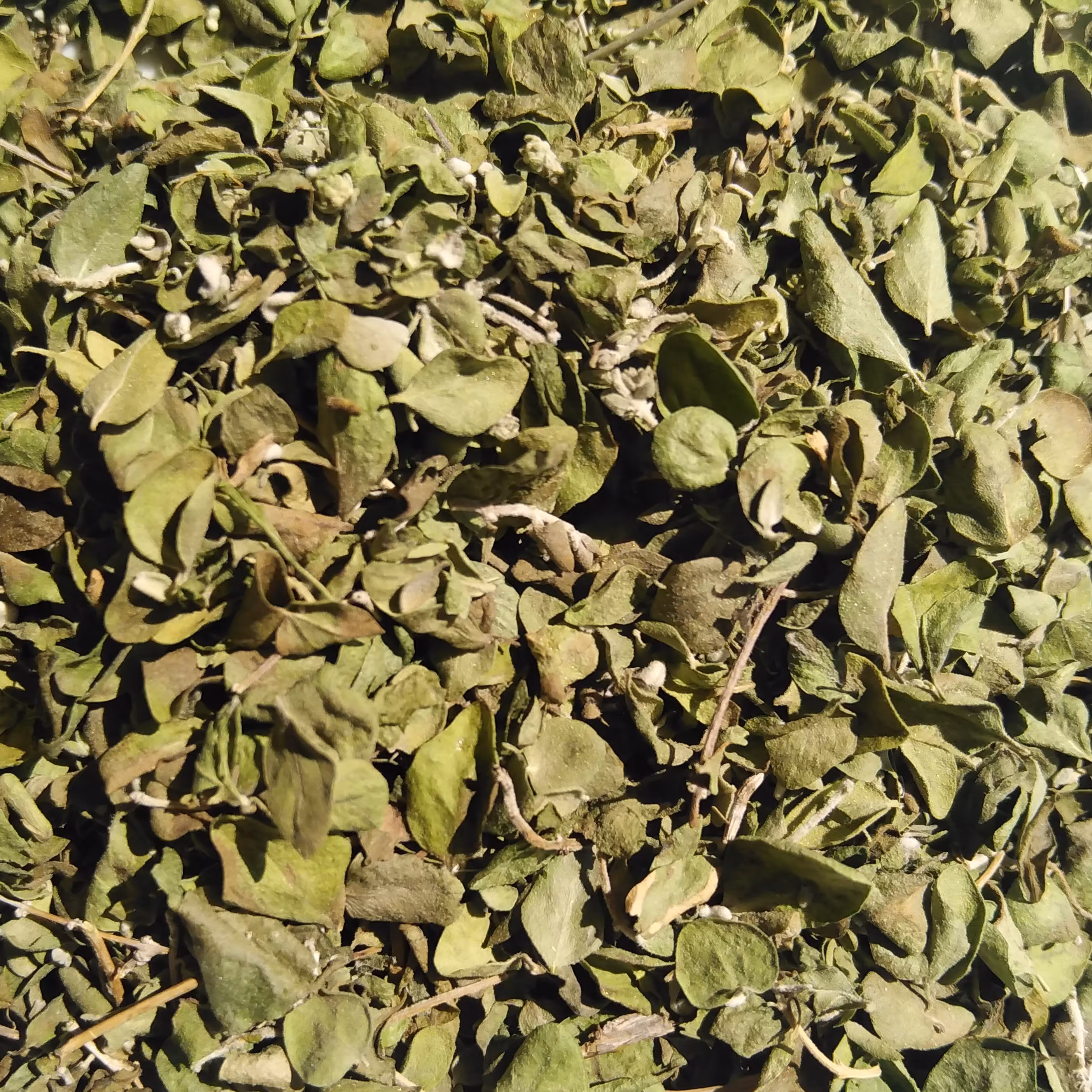 آویشن شیرازی پهن برگ کیلویی 1 میلیون تومان