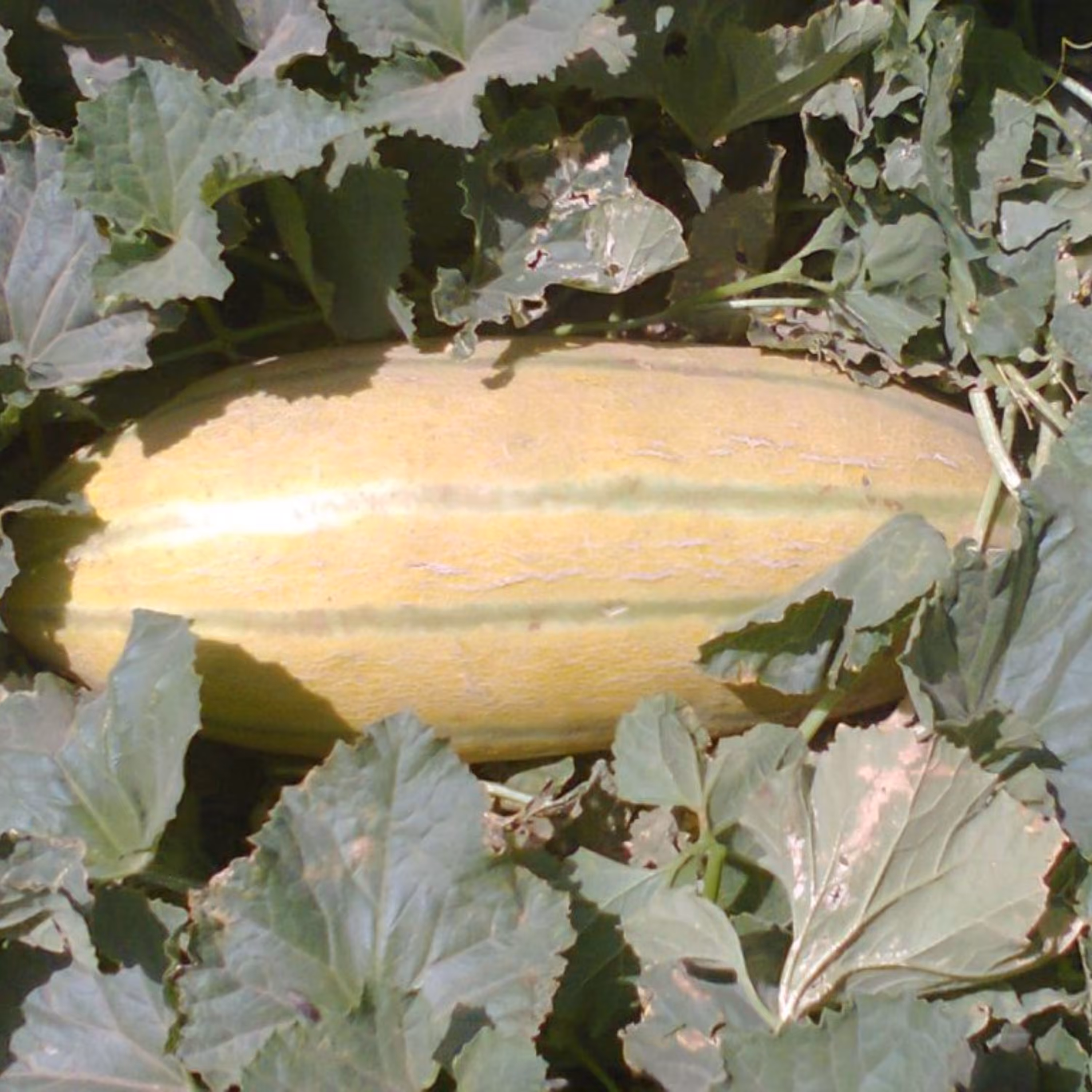 بذر خربزه خاتونی بسته 30 عددی
