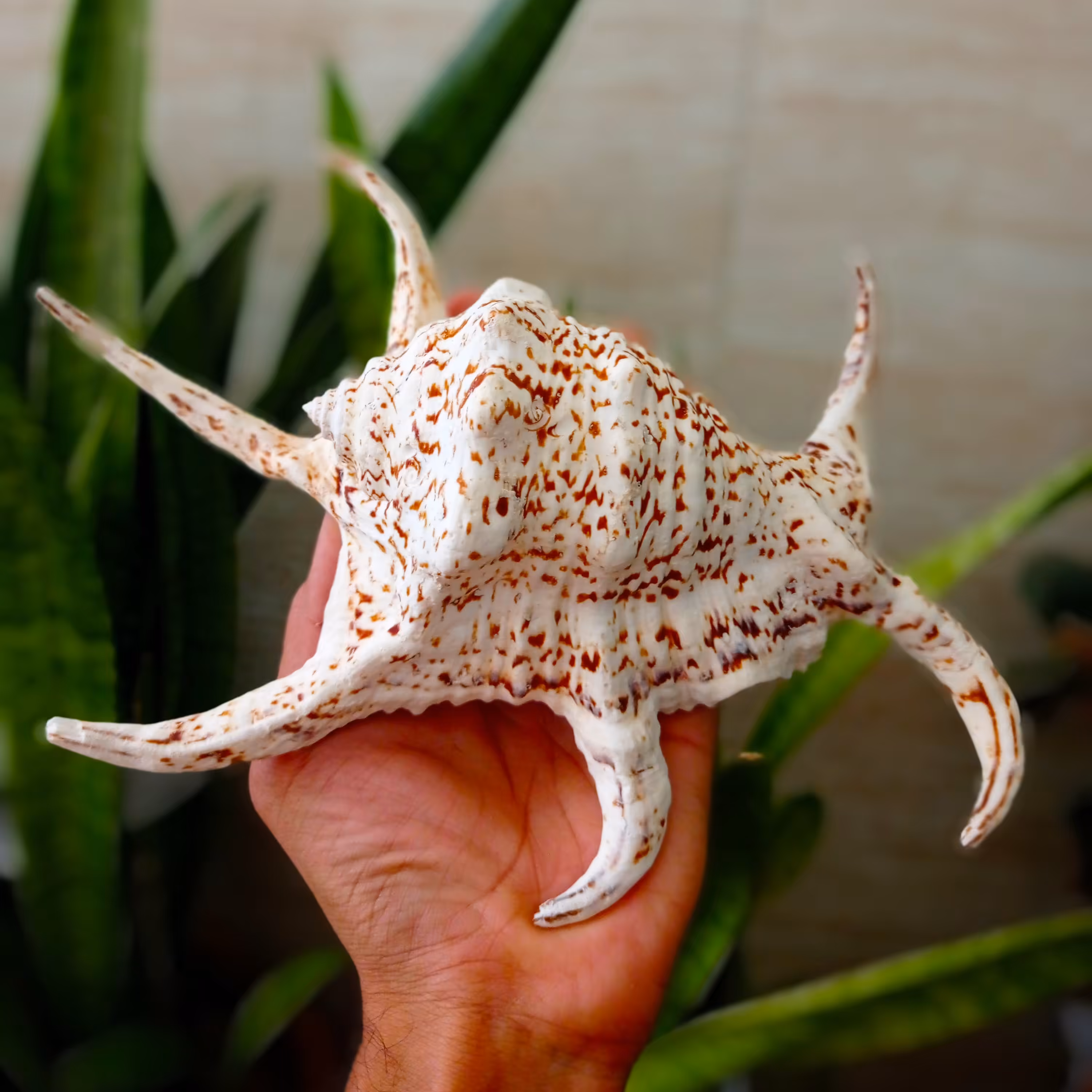 صدف عنکبوتی یا صدف پنجه ای  یا صدف اختاپوسی اقیانوسی  سایز بزرگ کلکسیونی ( نام علمی هارپاگو_چیراگرا)