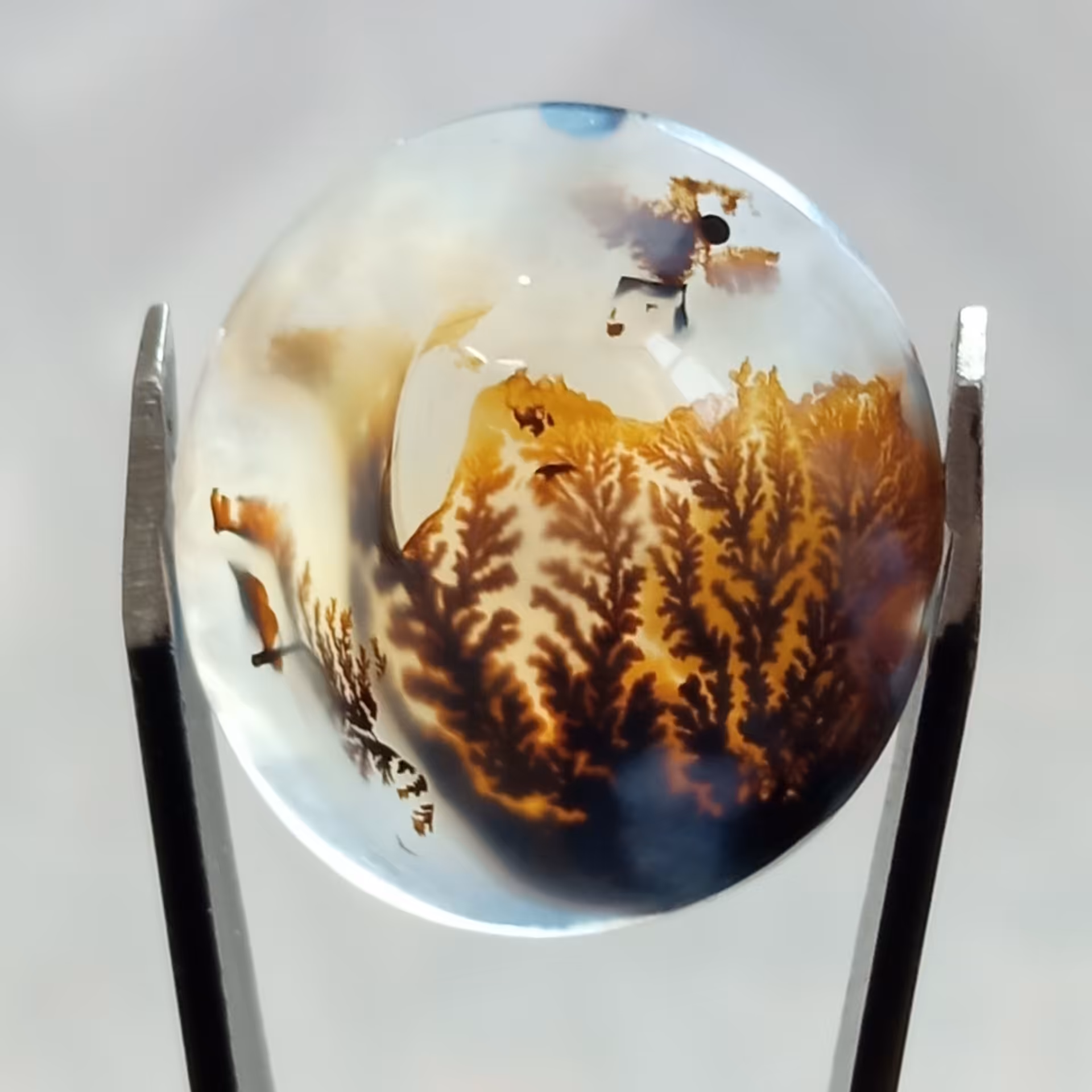 نگین فوق العاده زیبای شجر قائن با درختان و منظره بینظیر