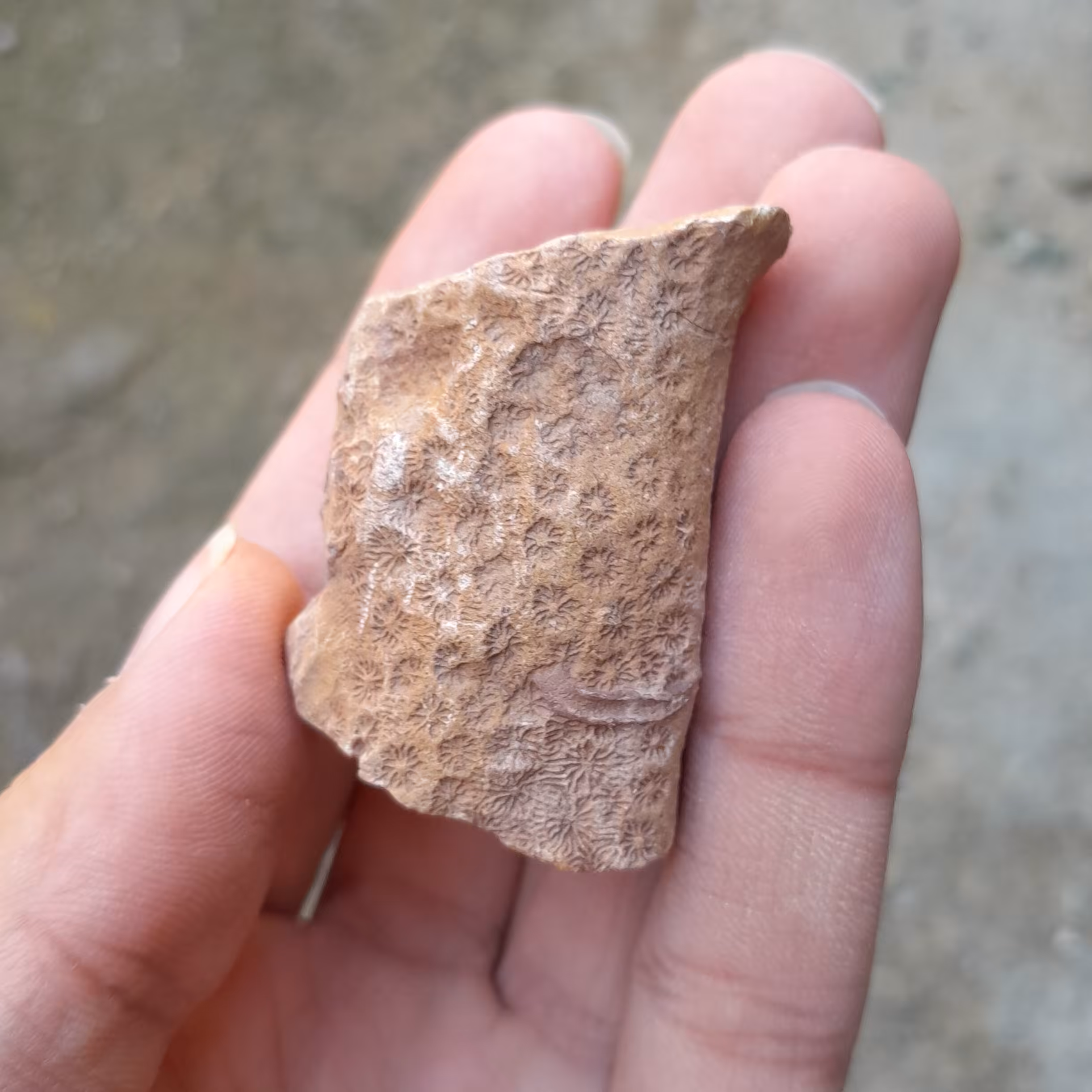 فسیل مرجان کد 16