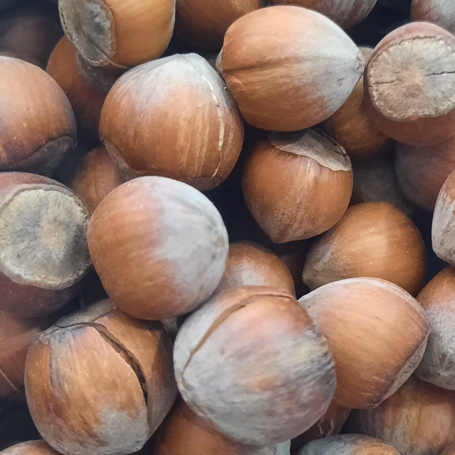 فندق با پوست