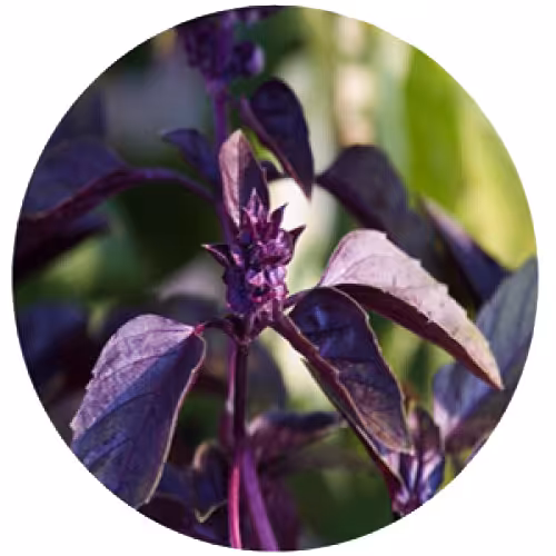 روغن ماساژ ریحان