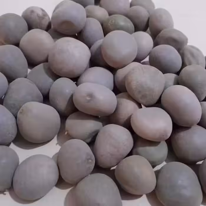 تفاح الجان مهره گیاه باکیفیت 2عددی