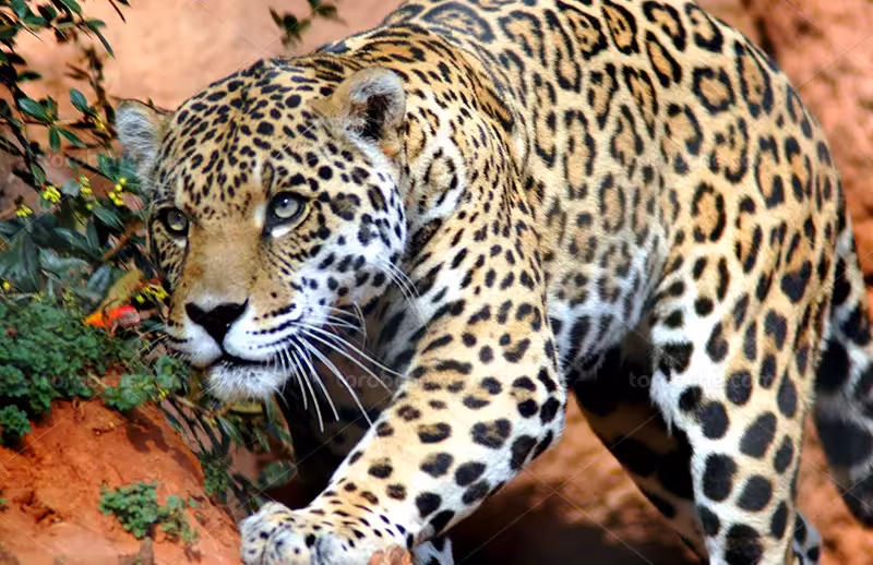 عکس پلنگ زیبا | گرافیک با طعم تربچه