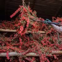 زرشک پفکی کارتن 10 کیلویی برداشت 1403