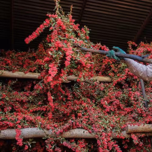 زرشک پفکی کارتن 10 کیلویی برداشت 1403