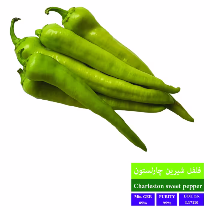 بذر فلفل شیرین چارلستون بذر طلایی رویان 