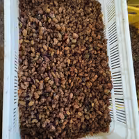 مویزملایر گوشتی درشت هسته دار (مخصوص ابگیری)