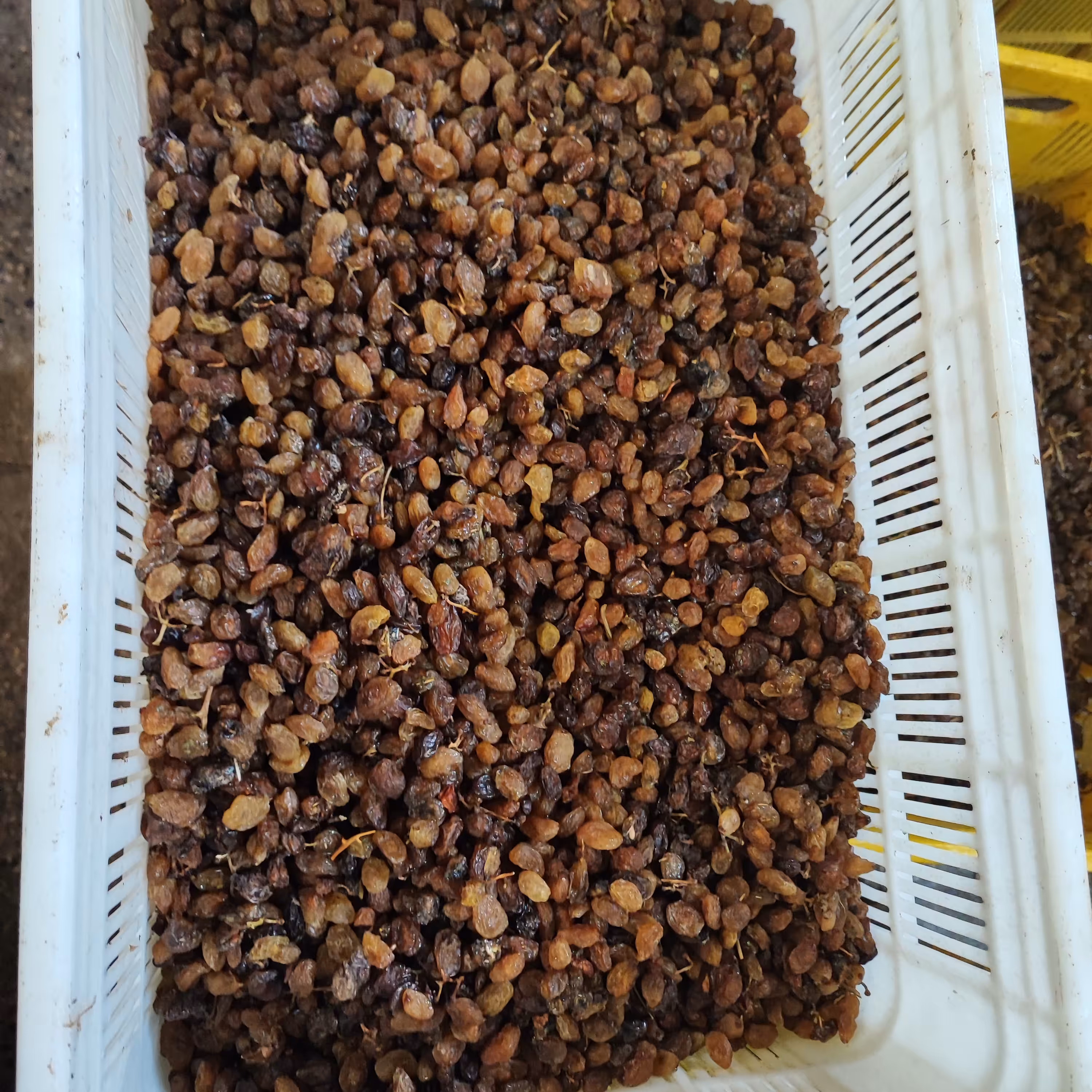 مویزملایر گوشتی درشت هسته دار (مخصوص ابگیری)