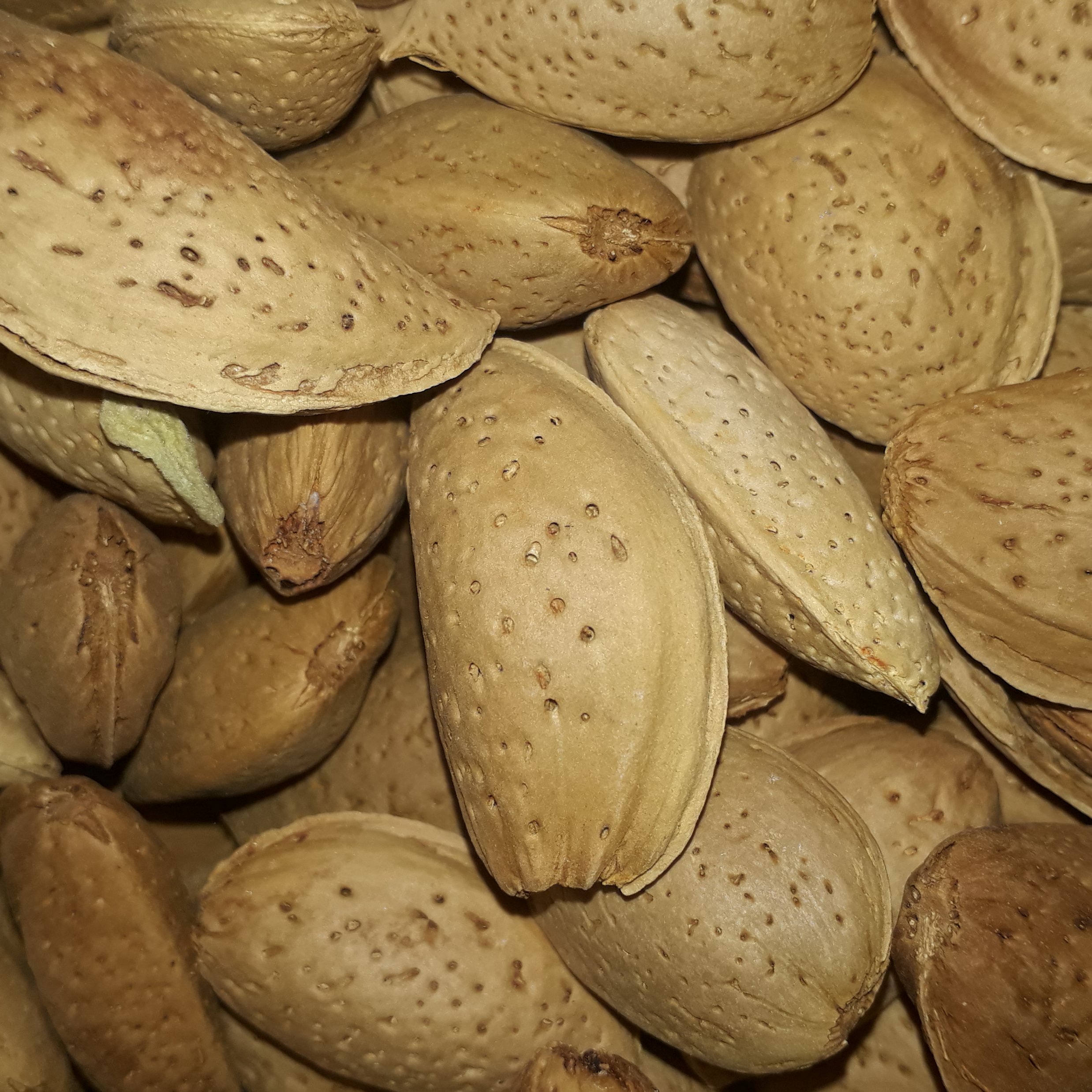 7 کیلو بادام سنگی درجه یک
