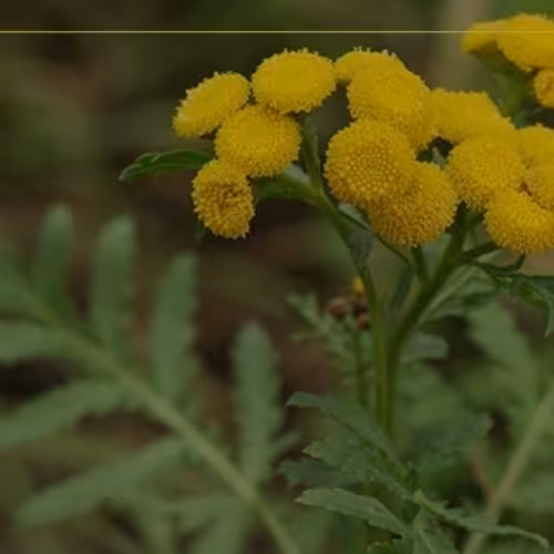 عرق شاهسپرم  (1.5 لیتری)