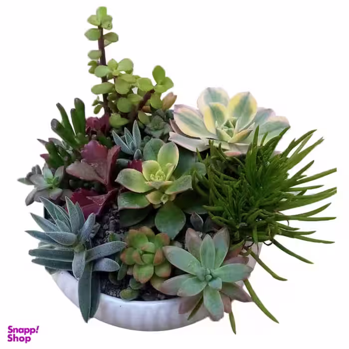 گل طبیعی کاکتوس مدل 02