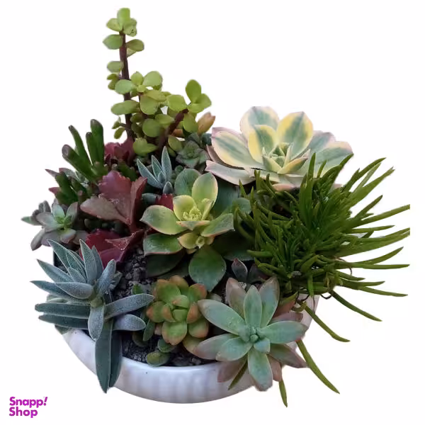 گل طبیعی کاکتوس مدل 02