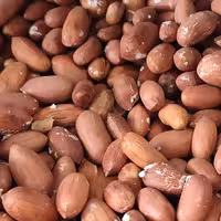 مغز بادام زمینی درشت شور ممتاز نیم کیلو 158