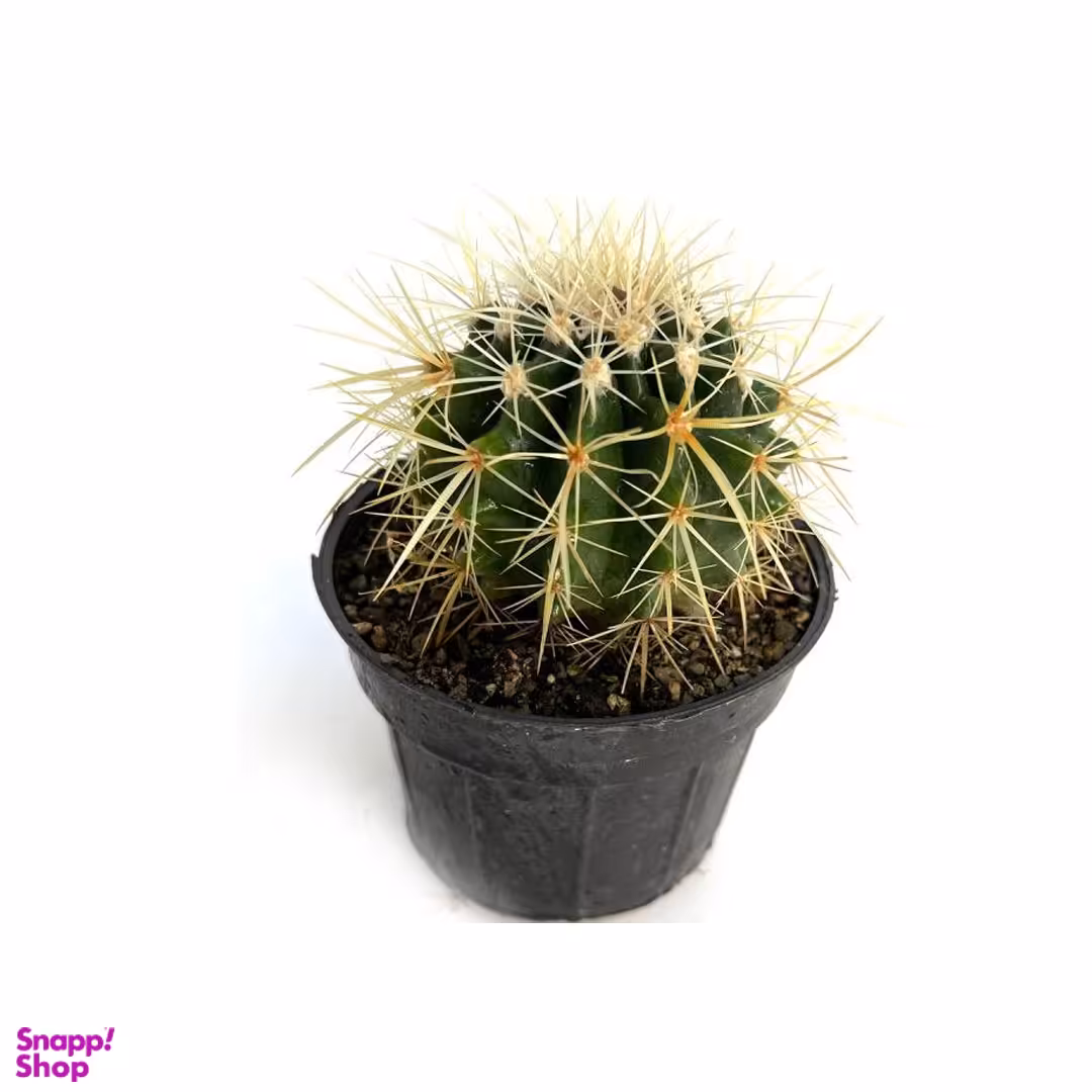 گیاه طبیعی اچینو بزرگ به همراه گلدان