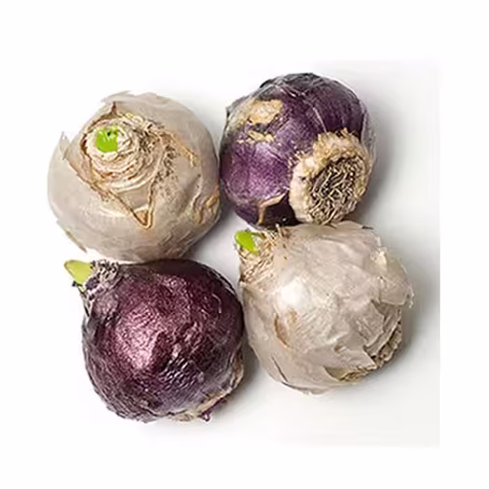 پیاز گل سنبل هلندی