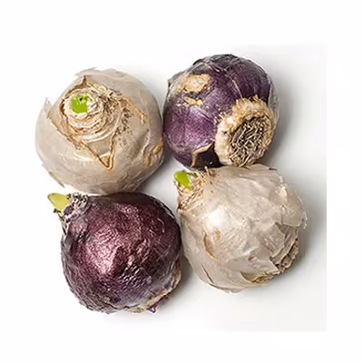 پیاز گل سنبل هلندی