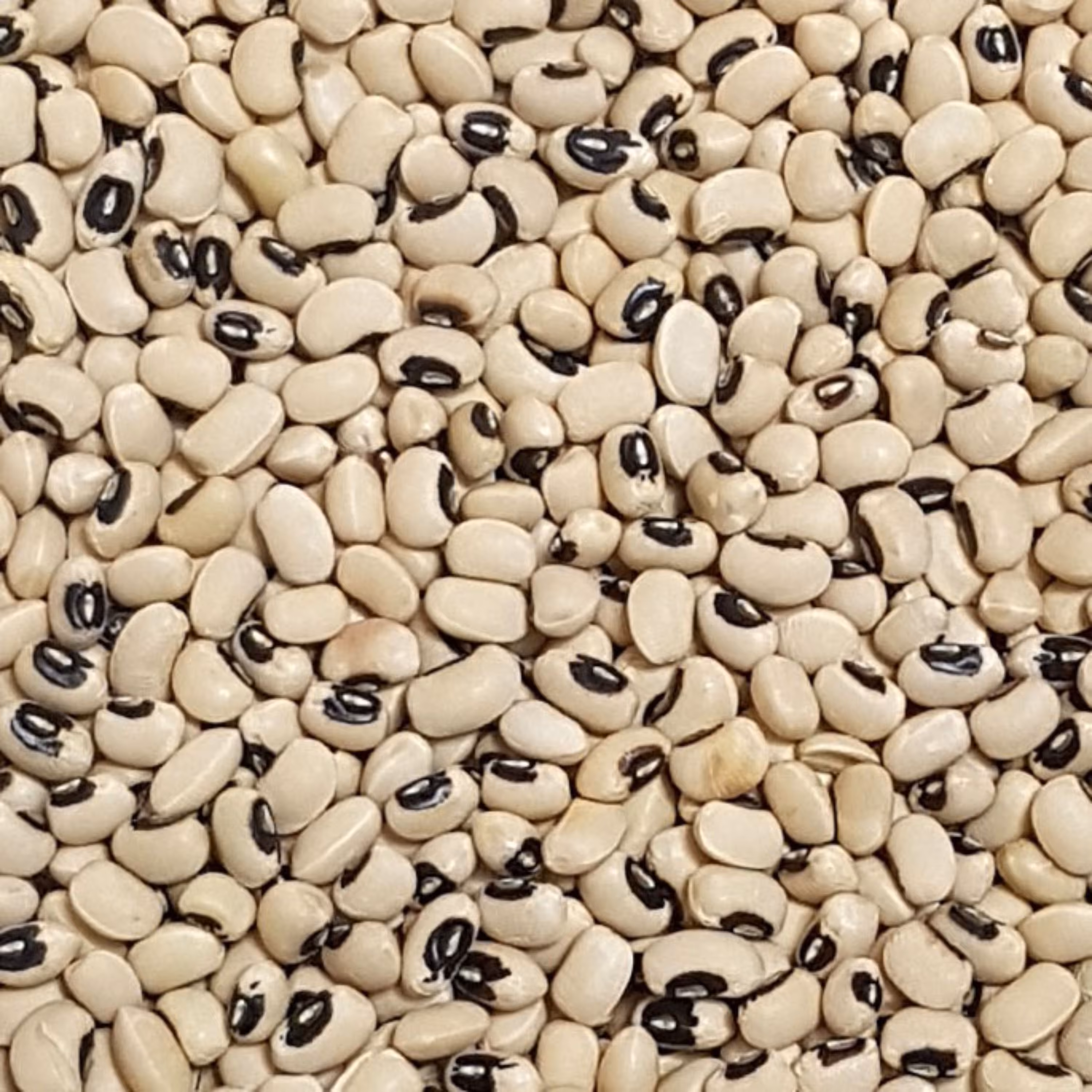 لوبیا چشم بلبلی تمیز و پاک شده یک کیلوگرم