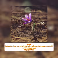 زعفران AgA به وزن های 4-7-8 گرم و... سوپر نگین و نگین اتویی