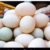 تخم اردک 20تایی